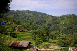 Workaway à la plantation de thé de Kulung