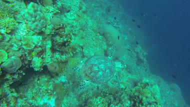 Snorkeling avec les tortues de Bunaken